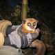 Image for article titled Are these dwarf lemurs the key to long-distance space travel?
